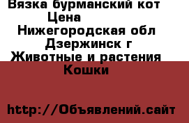 Вязка бурманский кот. › Цена ­ 10 000 - Нижегородская обл., Дзержинск г. Животные и растения » Кошки   